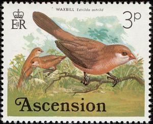 Common Waxbill (Estrilda astrild)