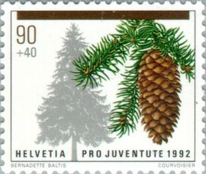 Norway Spruce (Picea abies)
