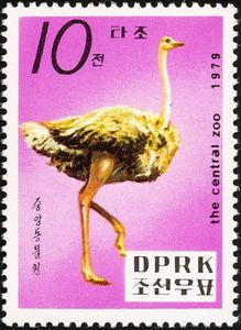 Ostrich (Struthio camelus)