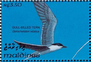 Gull-billed Tern (Gelochelidon nilotica)