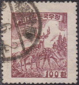 Sika Deer (Cervus nippon)