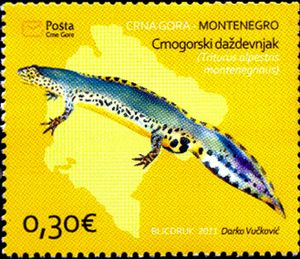 Alpine Newt (Triturus alpestris montenegrinus)