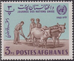 Plowing Fields, Domestic Cattle (Bos taurus)
