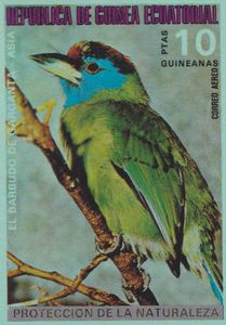 Blue-throated Barbet (Psilopogon asiaticus)