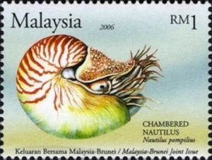 Chambered Nautilus (Nautilus pompilius)