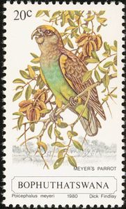 Meyer's Parrot (Poicephalus meyeri)