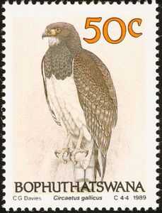 Black-chested Snake Eagle (Circaetus gallicus)