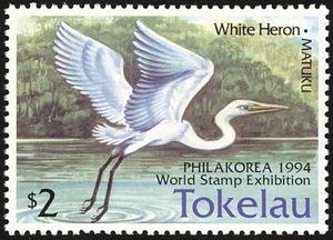 Great White Heron (Ardea alba)