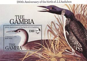 Common Loon (Gavia immer)