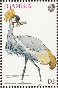 Grey Crowned Crane (Balearica pavonina)