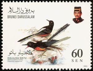 White-rumped Shama (Copsychus malabaricus)