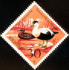 Eider Duck (Somateria mollissima)