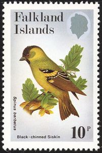 Black-chinned Siskin (Spinus barbatus)