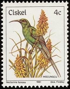Malachite Sunbird (Nectarinia famosa)