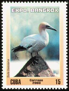 Northern Gannet (Morus bassanus)