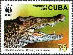 Cuban Crocodile (Crocodylus rhombifer)