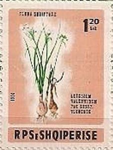 Valentine's spring knot flower (Leucojum valentinum)