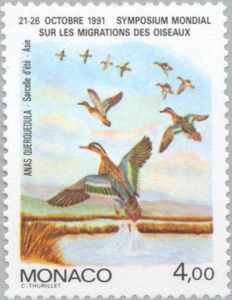 Garganey (Anas querquedula)