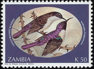 Western Violet-backed Sunbird (Anthreptes longuemarei)