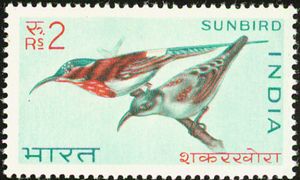 Crimson Sunbird (Aethopyga siparaja)