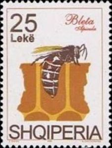 Honey Bee (Apis mellifica) on Honeycomb