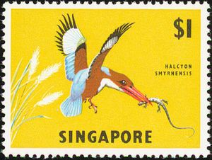 White-breasted Kingfisher (Halcyon smyrnensis)