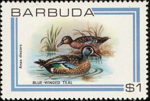 Blue-winged Teal (Anas discors)
