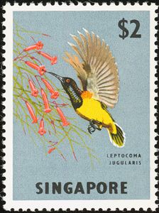 Yellow-bellied Sunbird (Leptocoma jugularis)