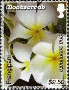 Frangipani (Plumeria acuminata)
