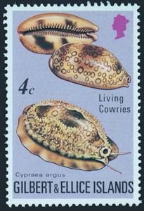 Eyed Cowrie (Cypraea argus)