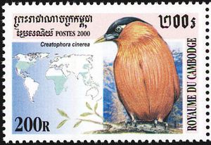 "Creatophora cinerea" (see Description)