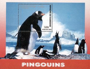 Gentoo Penguin (Pygoscelis papua)