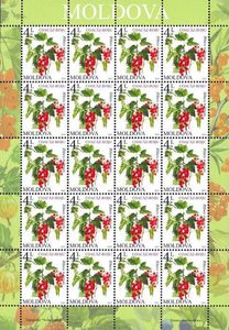 Redcurrant (Ribes rubrum)