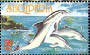 Common Dolphin (Delphinus delphis)