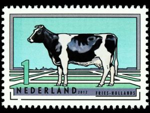 Frisian-Dutch Holstein Black (Bos primigenius taurus)