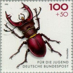 標本 Germany Lucanus cervus 66mm Germany Lucanus cervus 66mm Lucanus cervus cervus - Insect