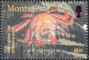 Sally Lightfoot Crab (Grapsus grapsus)