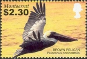 Brown Pelican (Pelecanus occidentalis)