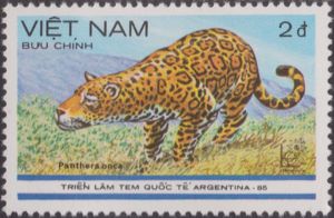 Jaguar (Panthera onca)