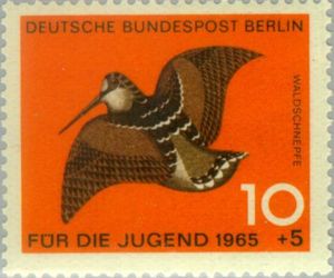 Eurasian Woodcock (Scolopax rusticola)