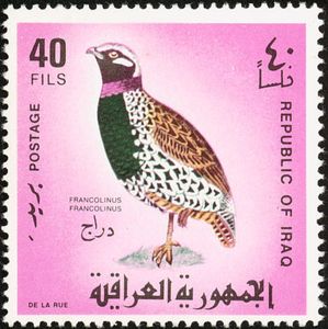 Black Francolin (Francolinus francolinus)