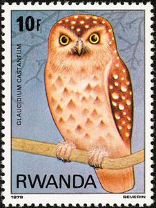 Chestnut Owlet (Glaucidium castaneum)