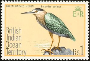 Green-backed Heron (Butorides striatus)