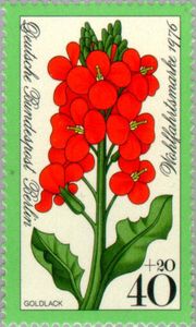 Gold lacquer - Wallflower