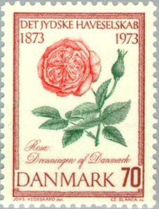 "Queen of Denmark" Rose