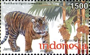 Sumatran Tiger (Panthera tigris sumatrae)