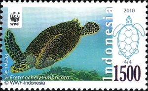 Hawksbill Turtle (Eretmochelys imbricata)