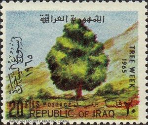 Deciduous tree - (Tamarindus indica)