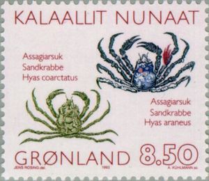 Arctic Lyre Crab (Hyas coarctatus), Great Spider Crab (Hyas 