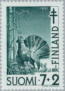 Capercaillie (Tetrao urogallus)